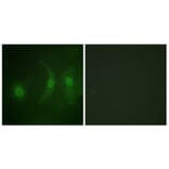 Immunofluorescence - Anti-IRF-3 (phospho Ser385) Antibody (A0496) - Antibodies.com