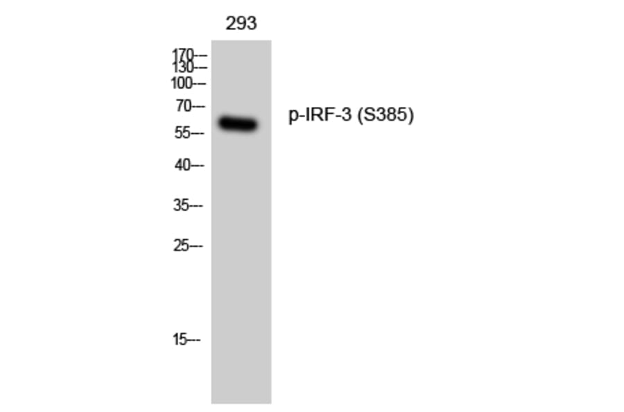 Western Blot - Anti-IRF-3 (phospho Ser385) Antibody (A0496) - Antibodies.com