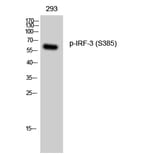Western Blot - Anti-IRF-3 (phospho Ser385) Antibody (A0496) - Antibodies.com