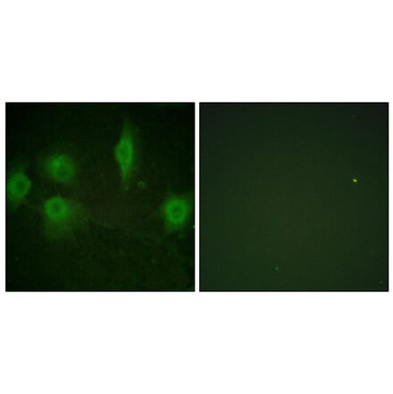 Immunofluorescence - Anti-IL-9R (phospho Ser519) Antibody (A1067) - Antibodies.com