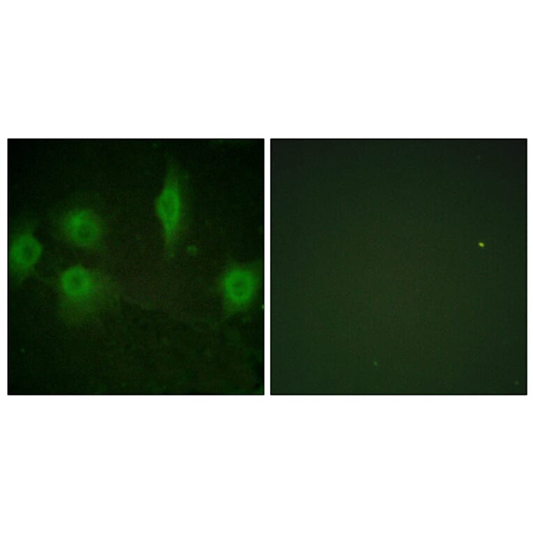 Immunofluorescence - Anti-IL-9R (phospho Ser519) Antibody (A1067) - Antibodies.com