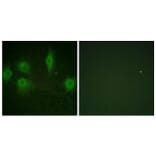 Immunofluorescence - Anti-IL-9R (phospho Ser519) Antibody (A1067) - Antibodies.com