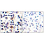 Immunohistochemistry - Anti-IL-9R (phospho Ser519) Antibody (A1067) - Antibodies.com