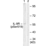 Western Blot - Anti-IL-9R (phospho Ser519) Antibody (A1067) - Antibodies.com