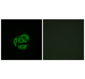 Immunofluorescence - Anti-Cytochrome P450 39A1 Antibody (C12275) - Antibodies.com