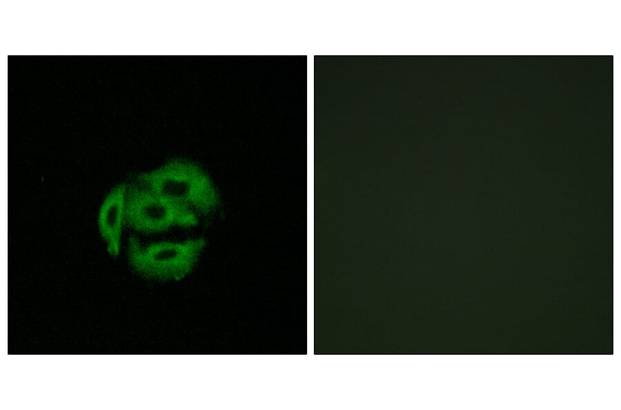 Immunofluorescence - Anti-Cytochrome P450 39A1 Antibody (C12275) - Antibodies.com