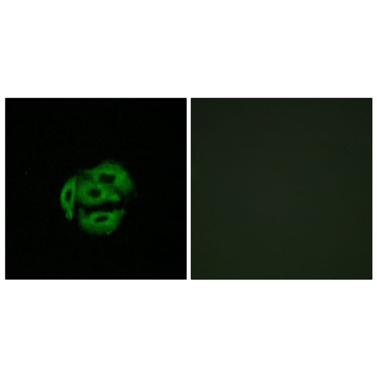 Immunofluorescence - Anti-Cytochrome P450 39A1 Antibody (C12275) - Antibodies.com