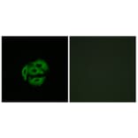 Immunofluorescence - Anti-Cytochrome P450 39A1 Antibody (C12275) - Antibodies.com