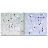 Immunohistochemistry - Anti-SRF (phospho Ser77) Antibody (A8062) - Antibodies.com