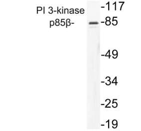 Western Blot - Anti-PI 3-kinase p85beta Antibody (R12-2309) - Antibodies.com