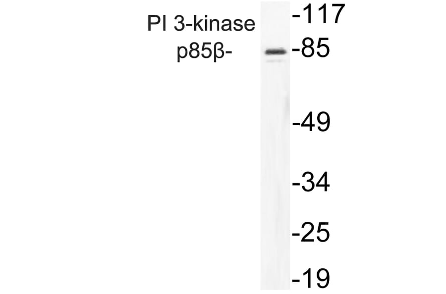 Western Blot - Anti-PI 3-kinase p85beta Antibody (R12-2309) - Antibodies.com