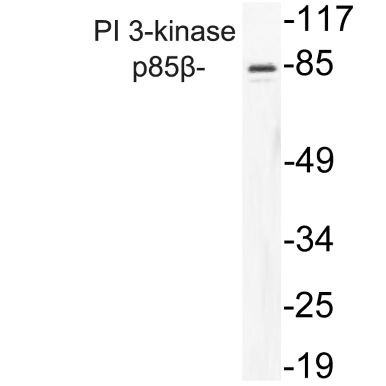 Western Blot - Anti-PI 3-kinase p85beta Antibody (R12-2309) - Antibodies.com