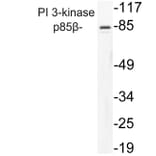 Western Blot - Anti-PI 3-kinase p85beta Antibody (R12-2309) - Antibodies.com