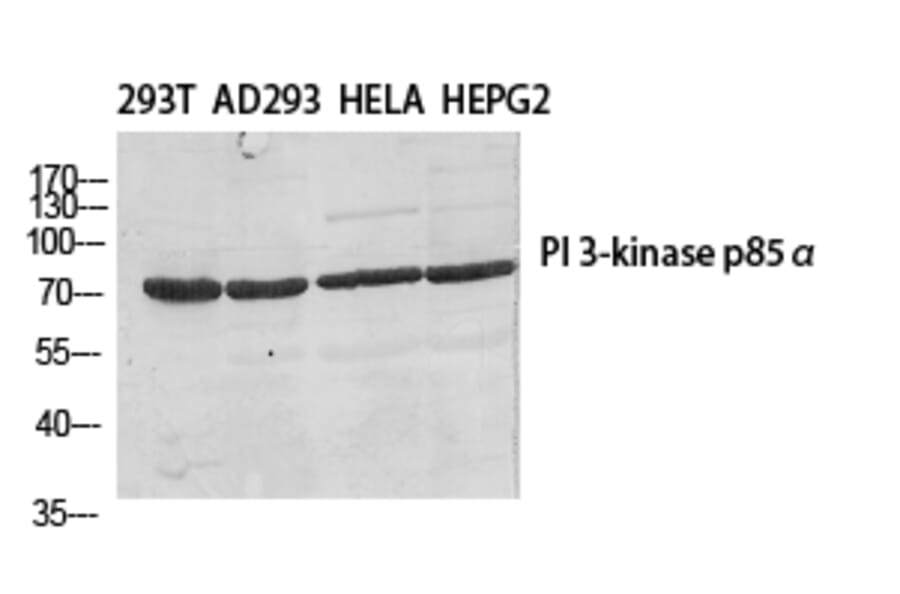 Western Blot - Anti-PI 3-kinase p85beta Antibody (R12-2309) - Antibodies.com