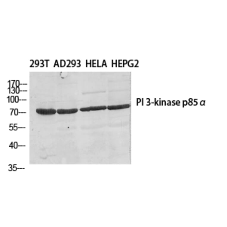 Western Blot - Anti-PI 3-kinase p85beta Antibody (R12-2309) - Antibodies.com
