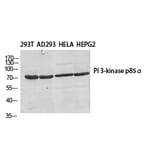 Western Blot - Anti-PI 3-kinase p85beta Antibody (R12-2309) - Antibodies.com