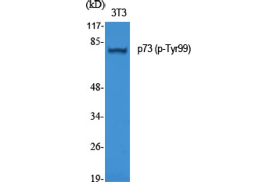 Western Blot - Anti-p73 (phospho Tyr99) Antibody (A7191) - Antibodies.com