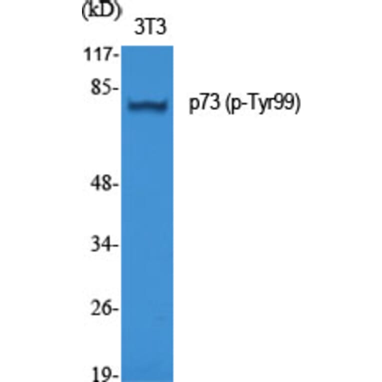 Western Blot - Anti-p73 (phospho Tyr99) Antibody (A7191) - Antibodies.com