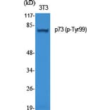 Western Blot - Anti-p73 (phospho Tyr99) Antibody (A7191) - Antibodies.com