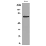 Western Blot - Anti-p73 (acetyl Lys327) Antibody (D12177) - Antibodies.com