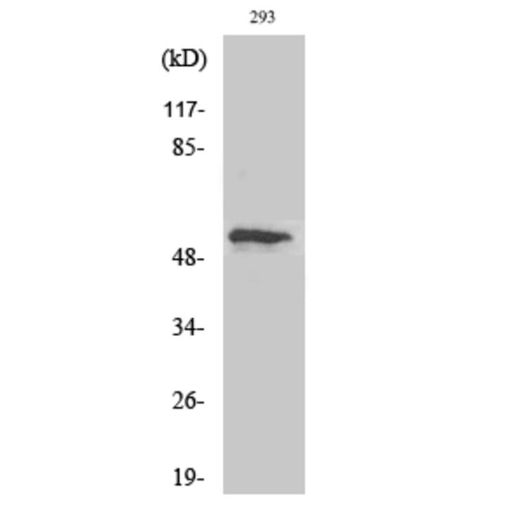 Western Blot - Anti-p53 (phospho Thr18) Antibody (A7187) - Antibodies.com