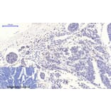 Immunohistochemistry - Anti-p53 (phospho Thr18) Antibody (A7187) - Antibodies.com