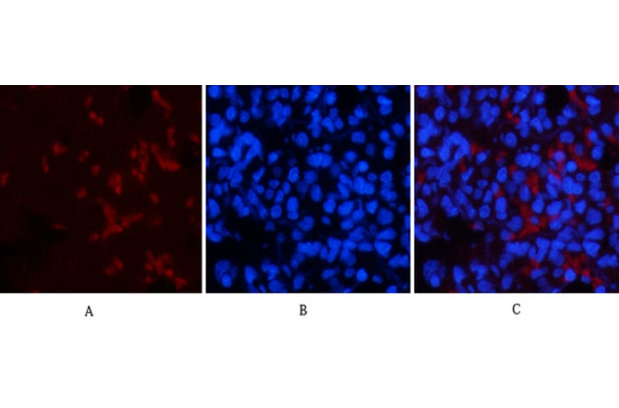 Immunofluorescence - Anti-p53 (phospho Thr18) Antibody (A7187) - Antibodies.com