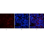 Immunofluorescence - Anti-p53 (phospho Thr18) Antibody (A7187) - Antibodies.com
