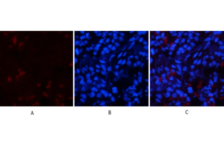 Immunofluorescence - Anti-p53 (phospho Thr18) Antibody (A7187) - Antibodies.com