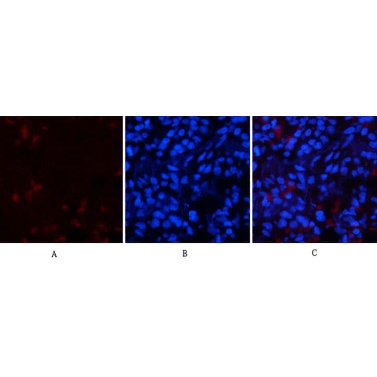 Immunofluorescence - Anti-p53 (phospho Thr18) Antibody (A7187) - Antibodies.com