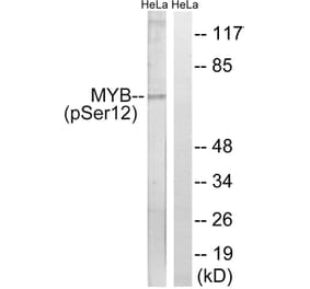 Western Blot - Anti-MYB (phospho Ser12) Antibody (A0515) - Antibodies.com