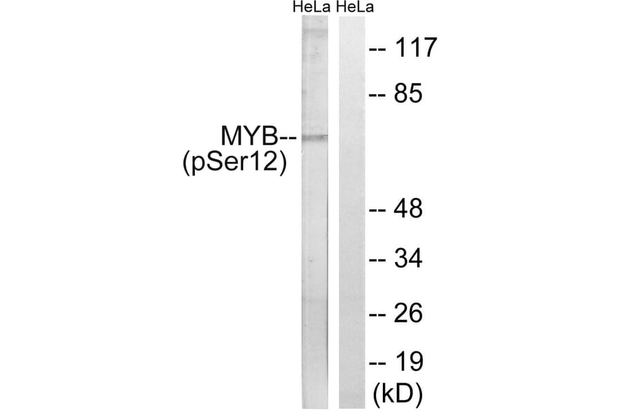 Western Blot - Anti-MYB (phospho Ser12) Antibody (A0515) - Antibodies.com