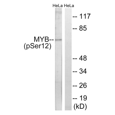 Western Blot - Anti-MYB (phospho Ser12) Antibody (A0515) - Antibodies.com