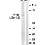 Western Blot - Anti-MYB (phospho Ser12) Antibody (A0515) - Antibodies.com