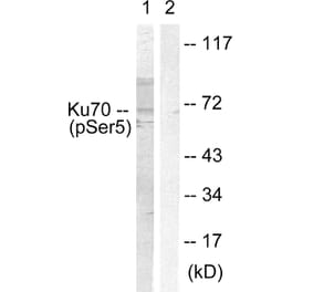 Western Blot - Anti-Ku70 (phospho Ser5) Antibody (A0449) - Antibodies.com