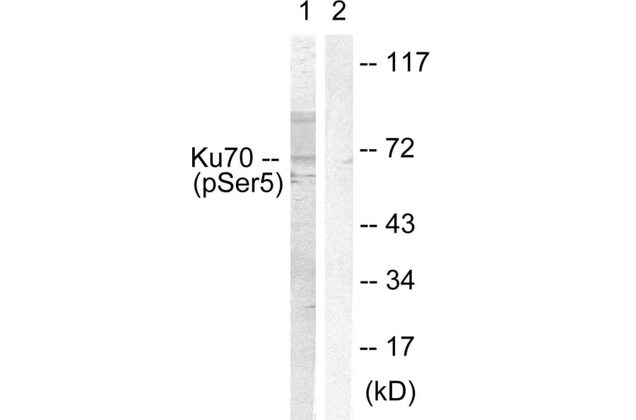 Western Blot - Anti-Ku70 (phospho Ser5) Antibody (A0449) - Antibodies.com