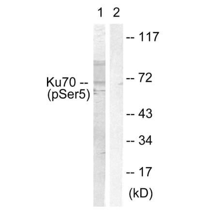 Western Blot - Anti-Ku70 (phospho Ser5) Antibody (A0449) - Antibodies.com