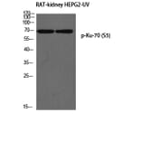 Western Blot - Anti-Ku70 (phospho Ser5) Antibody (A0449) - Antibodies.com