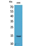 Western Blot - Anti-H2B (acetyl Lys126) Antibody (D12088) - Antibodies.com