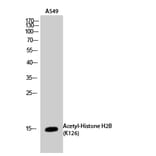 Western Blot - Anti-H2B (acetyl Lys126) Antibody (D12088) - Antibodies.com