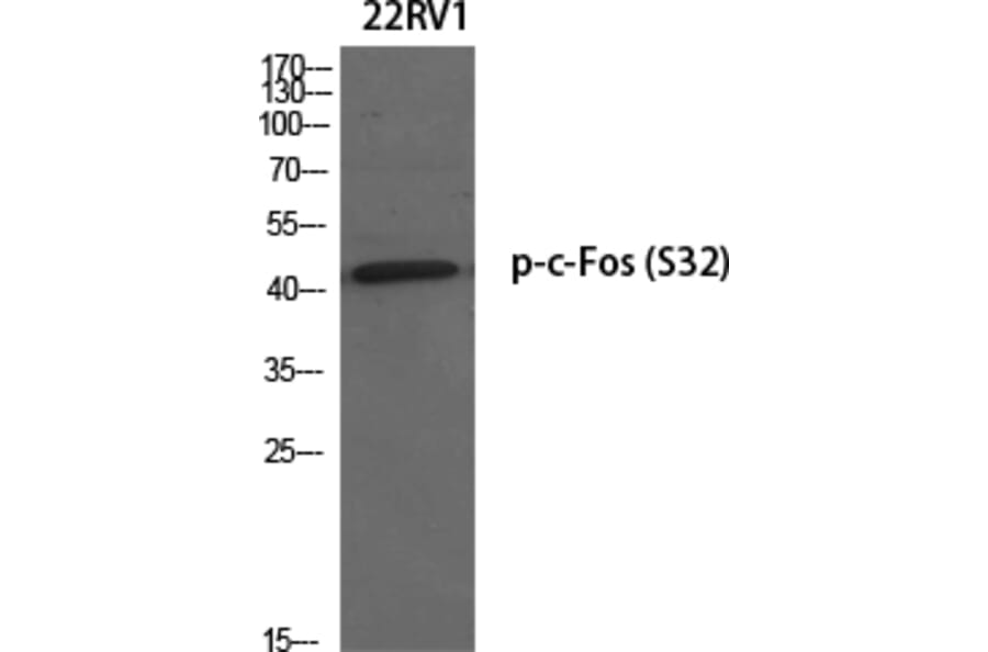 Western Blot - Anti-FOS (phospho Ser32) Antibody (A8212) - Antibodies.com