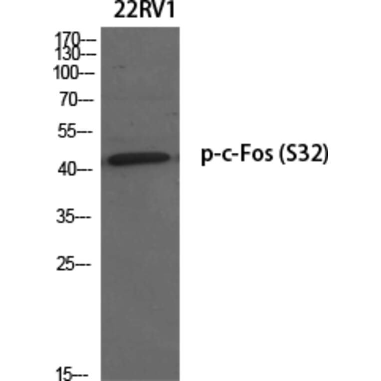 Western Blot - Anti-FOS (phospho Ser32) Antibody (A8212) - Antibodies.com