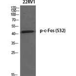Western Blot - Anti-FOS (phospho Ser32) Antibody (A8212) - Antibodies.com