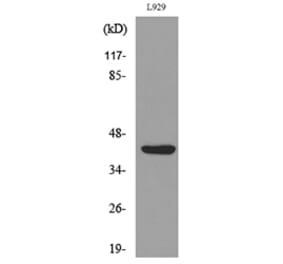 Western Blot - Anti-E2F4 (acetyl Lys96) Antibody (D12062) - Antibodies.com