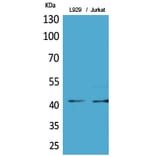 Western Blot - Anti-E2F4 (acetyl Lys96) Antibody (D12062) - Antibodies.com