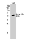 Western Blot - Anti-E2F4 (acetyl Lys96) Antibody (D12062) - Antibodies.com