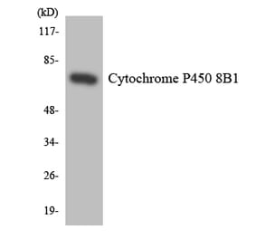 Western Blot - Anti-Cytochrome P450 8B1 Antibody (R12-2685) - Antibodies.com