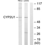 Western Blot - Anti-Cytochrome P450 2U1 Antibody (C12272) - Antibodies.com
