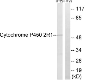 Western Blot - Anti-Cytochrome P450 2R1 Antibody (C12270) - Antibodies.com