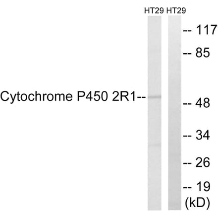 Western Blot - Anti-Cytochrome P450 2R1 Antibody (C12270) - Antibodies.com